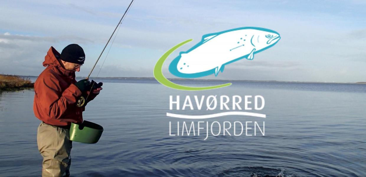 Havørred Limfjorden