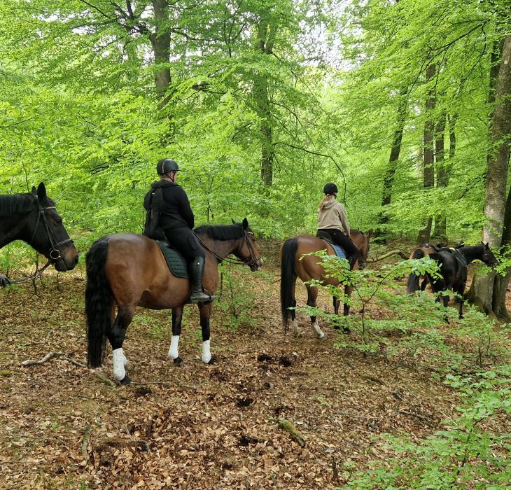 På hesteryg i Himmerland - turridning i Rold Skov